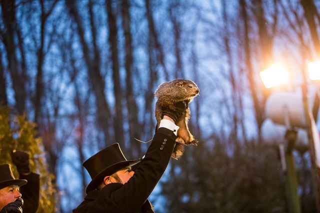 Picture of Punxsutawney Phil